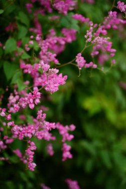 pembe çiçekler ve bahçede arı grubu.