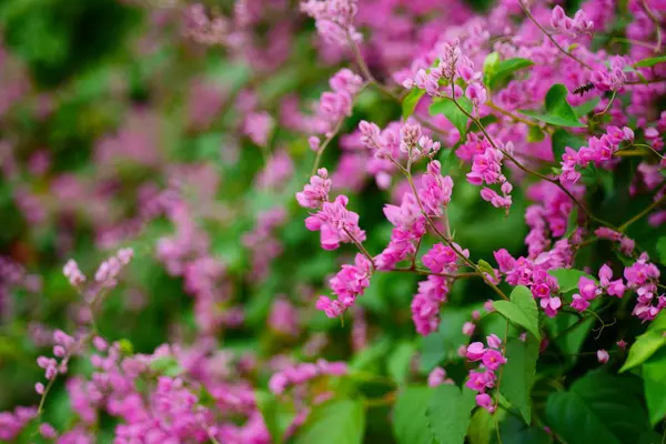 Arı kolonileri pembe çiçeklerle. Arılar karışık çiçekler ve çiçek nektarı emmek. Pembe çiçeklerle arılar arasında