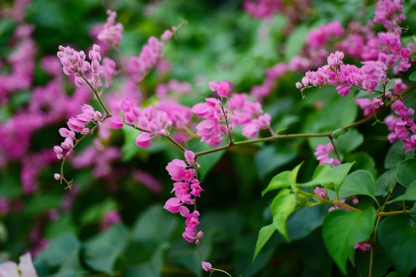 pembe çiçekler ve bahçede arı grubu.