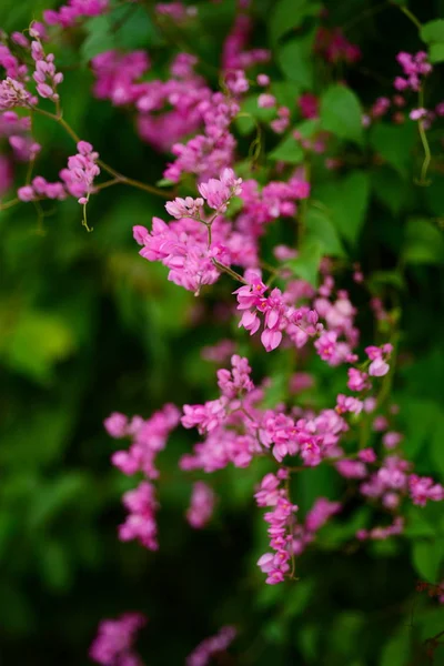 Ομάδα Ροζ Λουλούδια Και Μέλισσα Στον Κήπο — Φωτογραφία Αρχείου