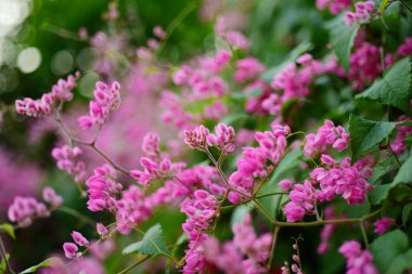 pembe çiçekler ve bahçede arı grubu.