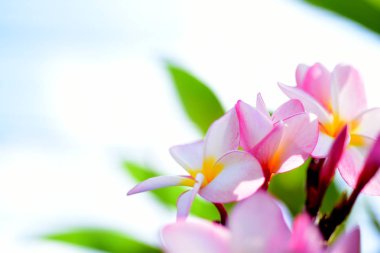 Plumeria Flower.Pink beyaz çiçek. Pembe sarı çiçek ya da beyaz çiçek arka plan. Doğada renkli çiçekler.