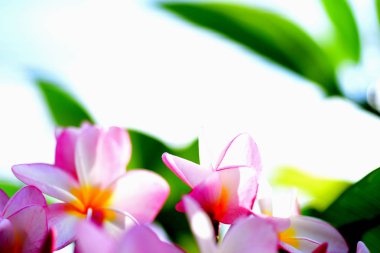 Plumeria Flower.Pink beyaz çiçek. Pembe sarı çiçek ya da beyaz çiçek arka plan. Doğada renkli çiçekler.