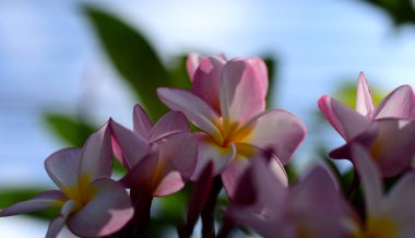 Plumeria Flower.Pink beyaz çiçek. Pembe sarı çiçek ya da beyaz çiçek arka plan. Doğada renkli çiçekler.