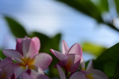 Plumeria Flower.Pink beyaz çiçek. Pembe sarı çiçek ya da beyaz çiçek arka plan. Doğada renkli çiçekler.