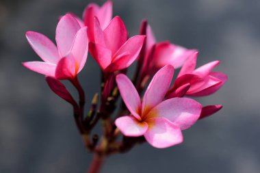 Plumeria Flower.Pink beyaz çiçek. Pembe sarı çiçek ya da beyaz çiçek arka plan. Doğada renkli çiçekler.
