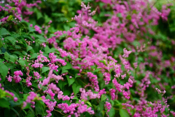 Красиві Квіти Саду Квітуча Влітку Ландшафтний Сад Формальних Парк Прекрасний — стокове фото
