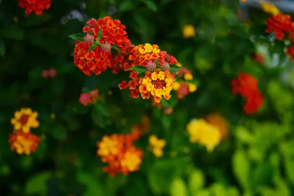 Schöne Blumen Und Gras Der Natur Einem Sonnigen Tag Spring — Stockfoto