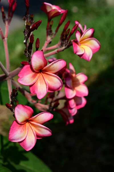 Plumeria Flower Pink Fehér Virág Rózsaszín Sárga Virág Vagy Háttér — Stock Fotó