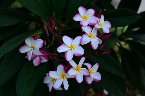 Plumeria Flower Pink Flor Blanca Flor Amarilla Rosa Fondo Flor — Foto de Stock