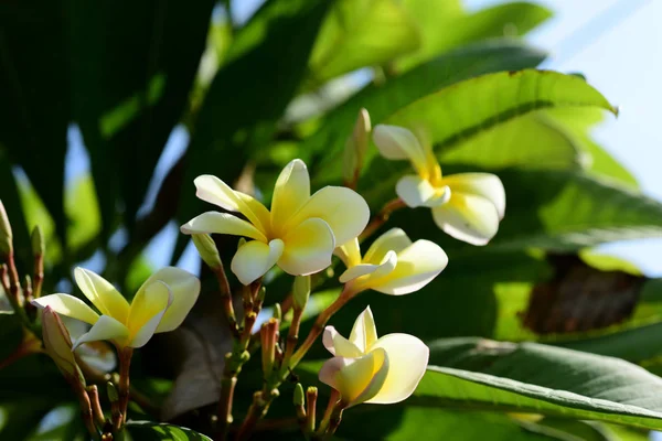 Plumeria Flower Pink Flor Branca Flower Pink Amarelo Flores Brancas — Fotografia de Stock