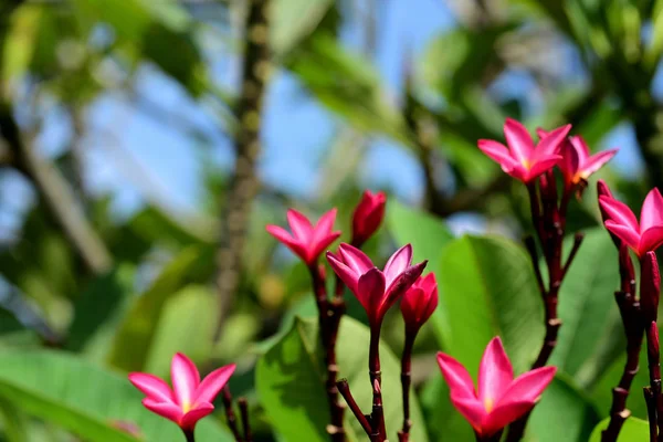 Olgun sarı muz closeup doku. Taze muz sarı arka planda meyve Pazar. Muz, muz ağacı arka plan avuç