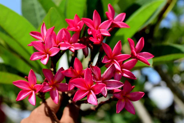 Plumeria Flower Pink Fleur Blanche Rose Fleur Jaune Fond Fleur — Photo