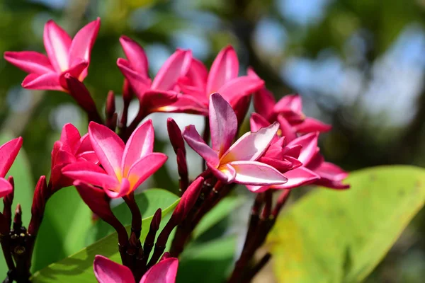 Plumeria Flog Pink White Flog Pink Yellow Flower White Flower — стоковое фото