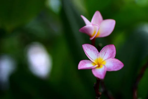 粉红白色的花 粉红色的黄色花或白色的花的背景 五颜六色的花在自然 — 图库照片
