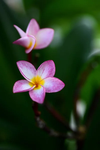 Plumeria Flog Pink White Flog Pink Yellow Flower White Flower — стоковое фото