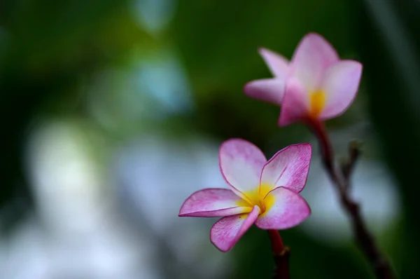 プルメリア Flower Pink 白い花 ピンク黄色の花や白い花の背景 自然の中の色とりどりの花 — ストック写真