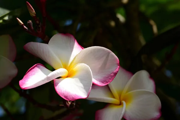 Plumeria Flower Pink Witte Bloem Roze Geel Bloem Witte Bloem Rechtenvrije Stockafbeeldingen