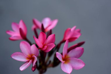 Plumeria Flower.Pink beyaz çiçek. Pembe sarı çiçek ya da beyaz çiçek arka plan. Doğada renkli çiçekler.