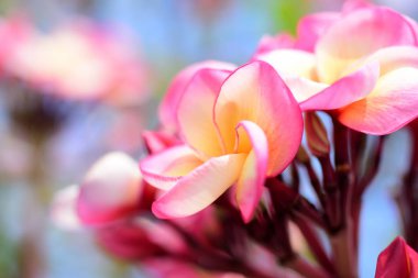 Plumeria Flower.Pink beyaz çiçek. Pembe sarı çiçek ya da beyaz çiçek arka plan. Doğada renkli çiçekler.