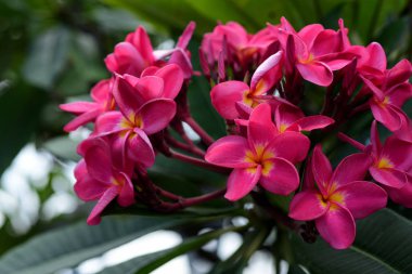 Plumeria Flower.Pink beyaz çiçek. Pembe sarı çiçek ya da beyaz çiçek arka plan. Doğada renkli çiçekler.