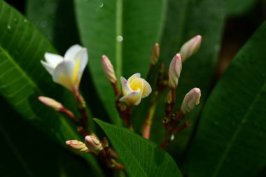 Olgun sarı muz closeup doku. Taze muz sarı arka planda meyve Pazar. Muz, muz ağacı arka plan avuç