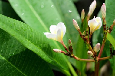 Olgun sarı muz closeup doku. Taze muz sarı arka planda meyve Pazar. Muz, muz ağacı arka plan avuç