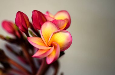 Plumeria Flower.Pink beyaz çiçek. Pembe sarı çiçek ya da beyaz çiçek arka plan. Doğada renkli çiçekler.