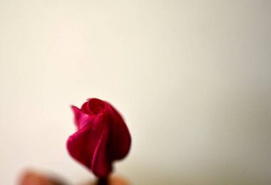 Beyaz arkaplanda kırmızı çiçek