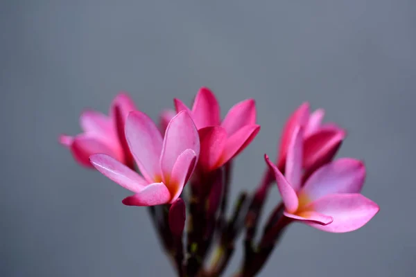 Plumeria Flower Pink Flor Blanca Flor Amarilla Rosa Fondo Flor —  Fotos de Stock