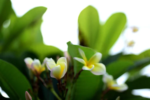 Plumeria Flower Pink Vit Blomma Rosa Gul Blomma Eller Vit — Stockfoto