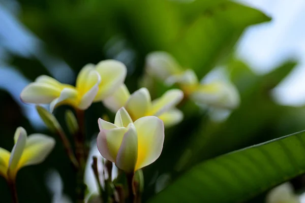 Plumeria Flower Pink Flor Branca Flower Pink Amarelo Flores Brancas — Fotografia de Stock