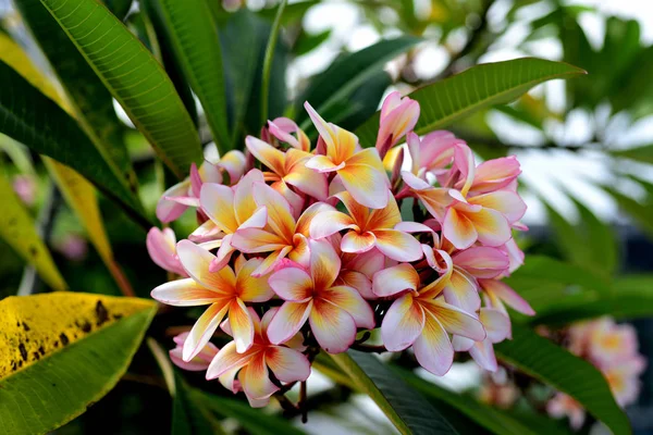 Plumeria Flower.Pink white flower.Pink yellow flower or white flower background.Colorful flowers in nature.