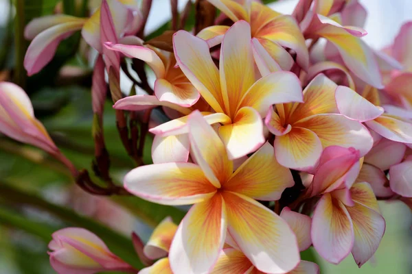 Plumeria Flower Pink Flor Branca Flower Pink Amarelo Flores Brancas — Fotografia de Stock