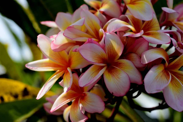 Plumeria Flog Pink White Flog Pink Yellow Flower White Flower — стоковое фото