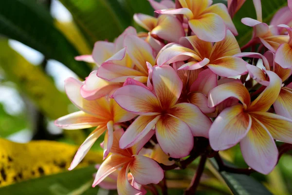 Πλουμέρια Flower Pink Λευκό Λουλούδι Ροζ Λουλούδι Κίτρινο Λευκό Λουλούδι — Φωτογραφία Αρχείου