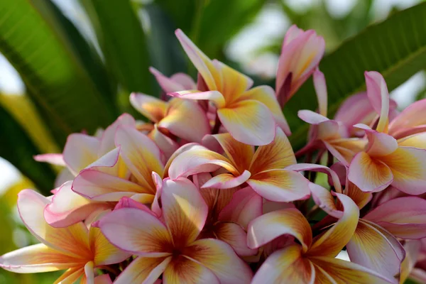 Pink white flower.Pink yellow flower or white flower background.Colorful flowers in nature.