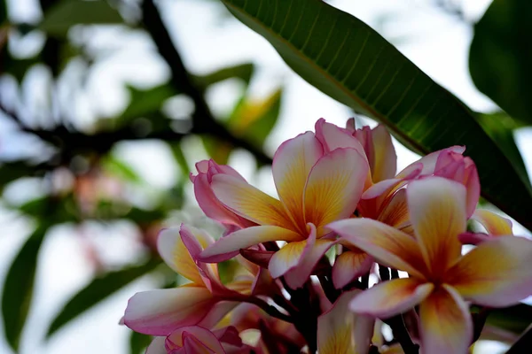 Plumeria Flower Pink Flor Blanca Flor Amarilla Rosa Fondo Flor — Foto de Stock