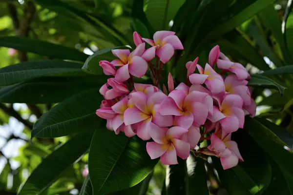 Fiore Plumeria Rosa Fiore Bianco Rosa Fiore Giallo Bianco Sfondo — Foto Stock