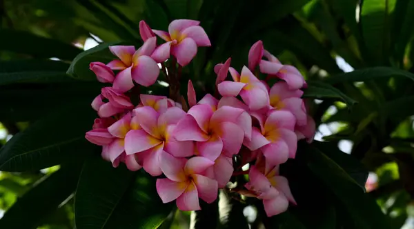 プルメリア Flower Pink 白い花 ピンク黄色の花や白い花の背景 自然の中の色とりどりの花 — ストック写真