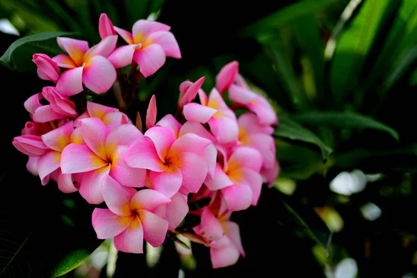 プルメリア Flower Pink 白い花 ピンク黄色の花や白い花の背景 自然の中の色とりどりの花 — ストック写真