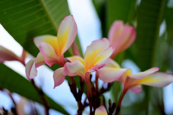 プルメリア Flower Pink 白い花 ピンク黄色の花や白い花の背景 自然の中の色とりどりの花 — ストック写真