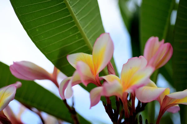 Plumeria Flower Pink Witte Bloem Roze Geel Bloem Witte Bloem — Stockfoto