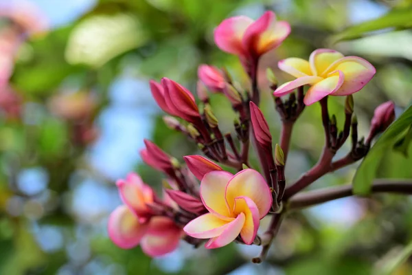 Πλουμέρια Flower Pink Λευκό Λουλούδι Ροζ Λουλούδι Κίτρινο Λευκό Λουλούδι — Φωτογραφία Αρχείου