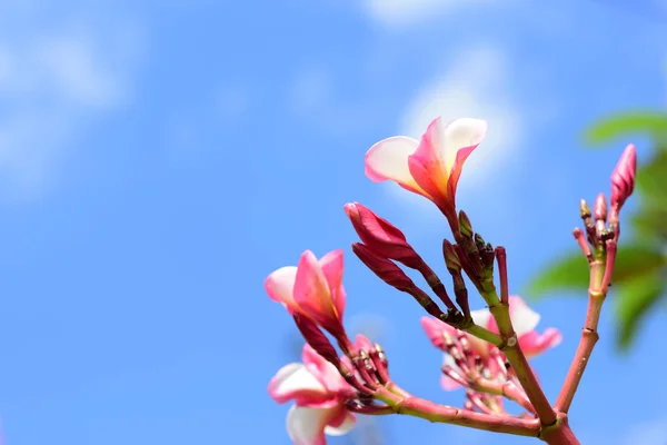 Plumeria Flower Pink Fleur Blanche Rose Fleur Jaune Fond Fleur — Photo