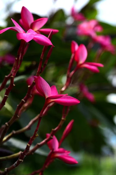 Πλουμέρια Flower Pink Λευκό Λουλούδι Ροζ Λουλούδι Κίτρινο Λευκό Λουλούδι — Φωτογραφία Αρχείου