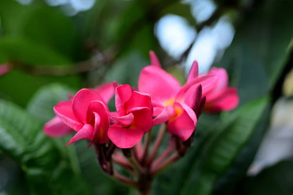 粉红白色的花 粉红色的黄色花或白色的花的背景 五颜六色的花在自然 — 图库照片