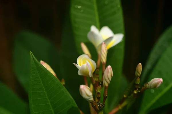 Квітка Сливи Рожева Біла Квітка Рожева Жовта Квітка Або Білий — стокове фото