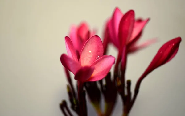 Plumeria Flower Pink Flor Branca Flower Pink Amarelo Flores Brancas — Fotografia de Stock