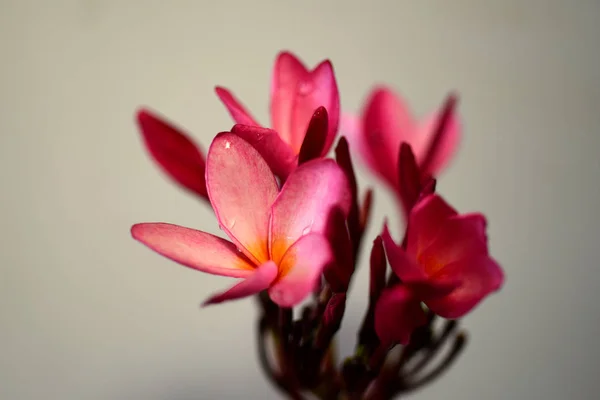 Plumeria Flower Pink White Flower Pink Yellow Flower White Flower — Stock Photo, Image